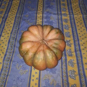 Courge musquée