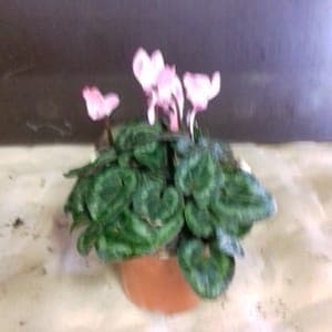 Cyclamen mini