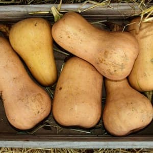 Courge butternut  POIDS A CHOISIR SUR PLACE