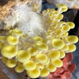 L'atelier des champignons #3