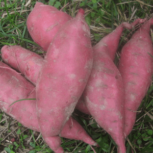 Patates douces