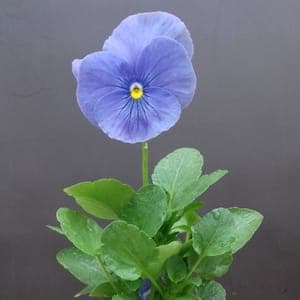 Pensée bleue