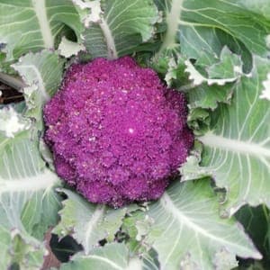Chou brocolis violet du Cap