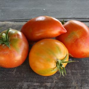 Tomate Ancienne
