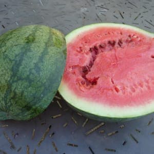 Plant Pastèque Sugar Baby