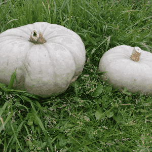 Courge bleu de hongrie
