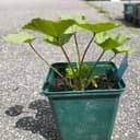 Plant Mauve sylvestre