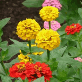 Plant de fleur - ZINNIA