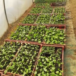 L'âme des plantes #5