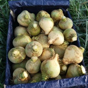 Rutabaga
