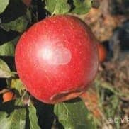 Pommier en racine nue variété