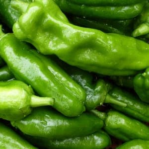 Poivron Vert