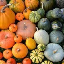 Farandole de courges
