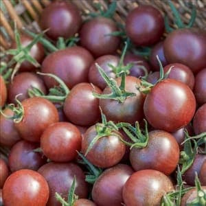Plant de Tomate cerise 'Black Cherry' (étiquette verte)