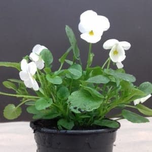 Viola blanche