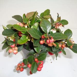 Gaultheria