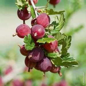 Groseillers à maquereaux