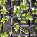 Plant Menthe bergamote - 1 godet.