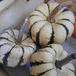 Courge Patidou