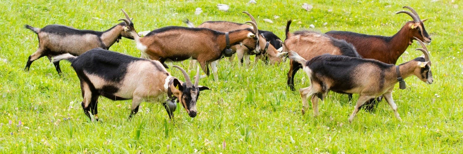 Bannière de Chèvrerie de la Gliamery