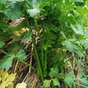 Céleri feuille aromatique