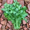 Aromatiques - Persil plat