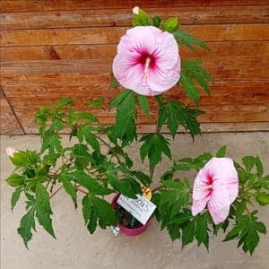 Hibiscus mounchetos vivace