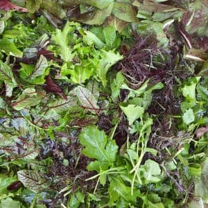 Mesclun mélange de jeunes pousses : chou mizuna, roquette et moutarde asiatique