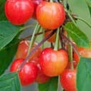 Cerisier "coeur de pigeon"