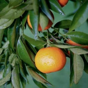 Clémentine IGP Corse