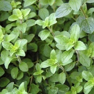 Origan