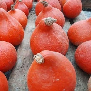Potimarrons