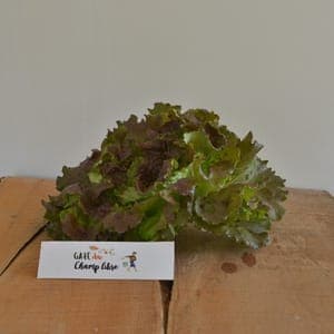 salade batavia rouge