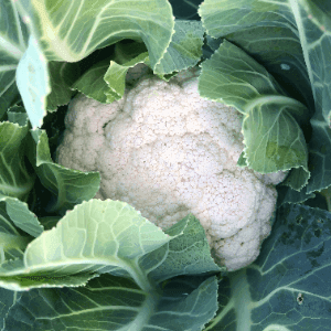 Chou fleur