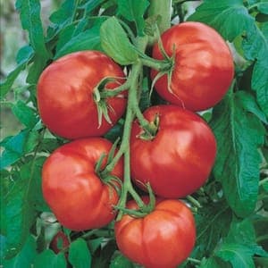 Plants de tomates