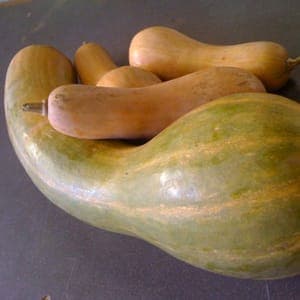 courge longue de Nice bio