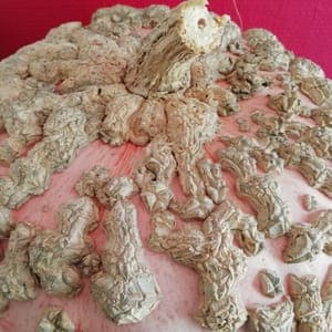 Courge Galeuse d'Eysines