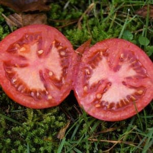 Plant de Tomate 'Charnue de Huy' (godet vert)