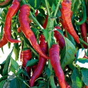 Plant de Poivron 'Doux long des Landes' (étiquette verte)