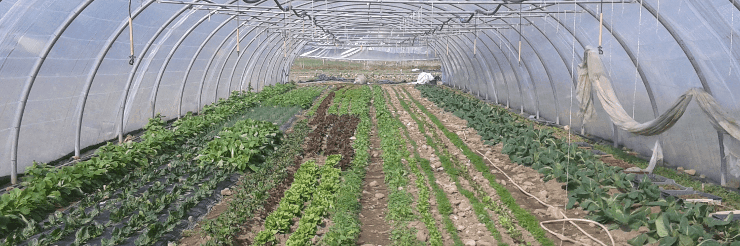 Bannière de La Carotte Qui Dépote