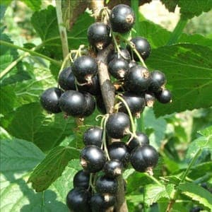 Cassissiers en racines nues