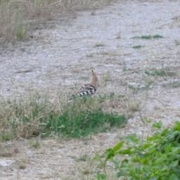 La Ferme des Peupliers Noirs #5