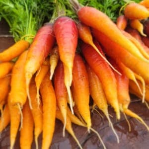 Carotte botte