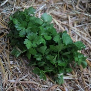 Persil plat