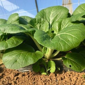PAK CHOI (environ 1kg)