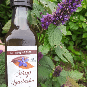 Sirop d'agastache