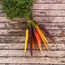 Carottes colorés botte