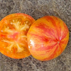 Plant de Tomate 'Copia' (godet orange)