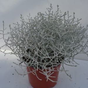Calocephalus