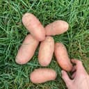 Pomme de terre  - 'Jeannette'